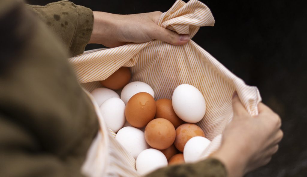 Les œufs bio et les œufs standards : ce que vous devez vraiment savoir