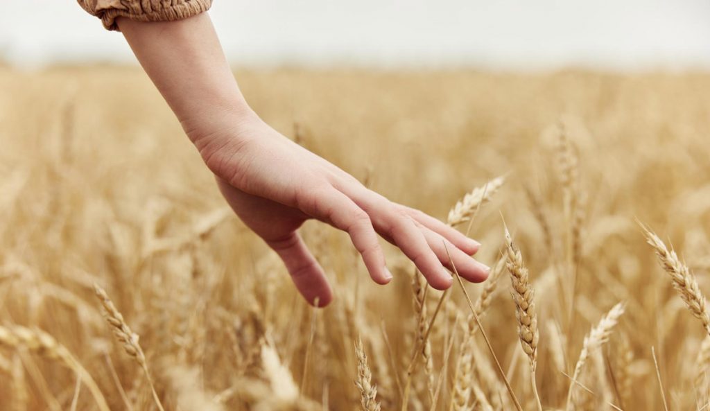 La drêche : le trésor insoupçonné des brasseries