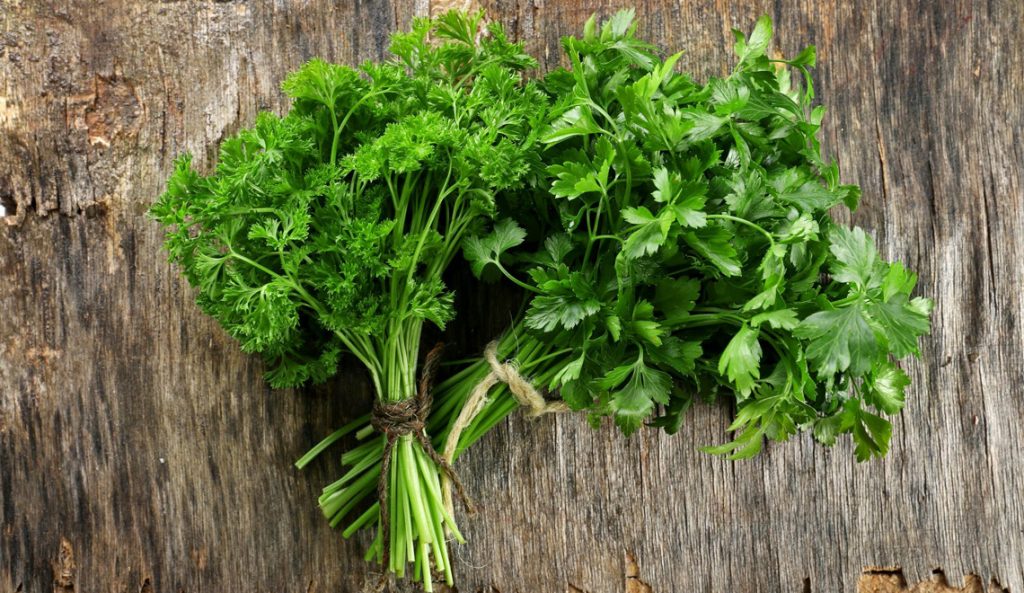 Le persil : bien plus qu’une simple herbe aromatique