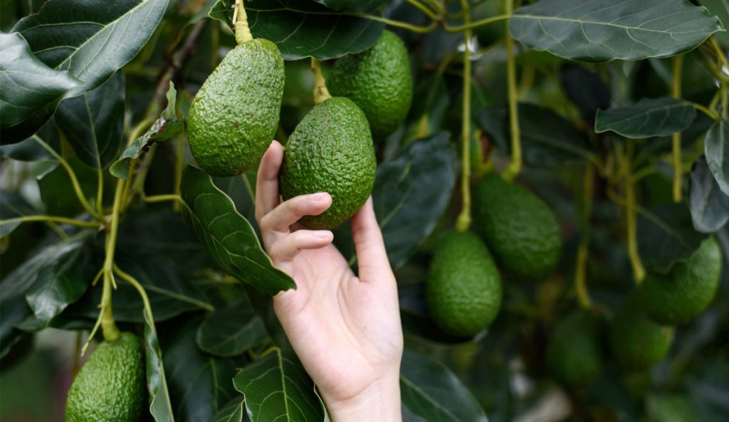 L’avocat, fruit ou matière grasse ?
