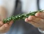 Le Guide de la Conservation des Herbes Aromatiques