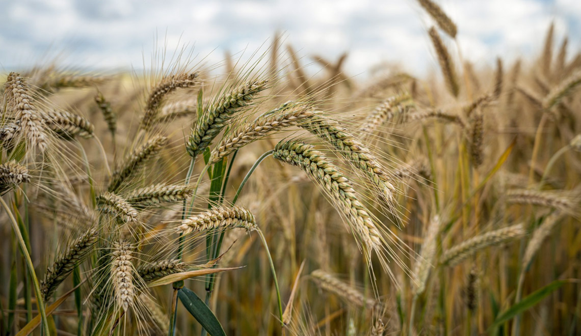 L’orge et sa place dans l’alimentation moderne