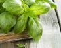 Le basilic est-il bon pour la santé ?