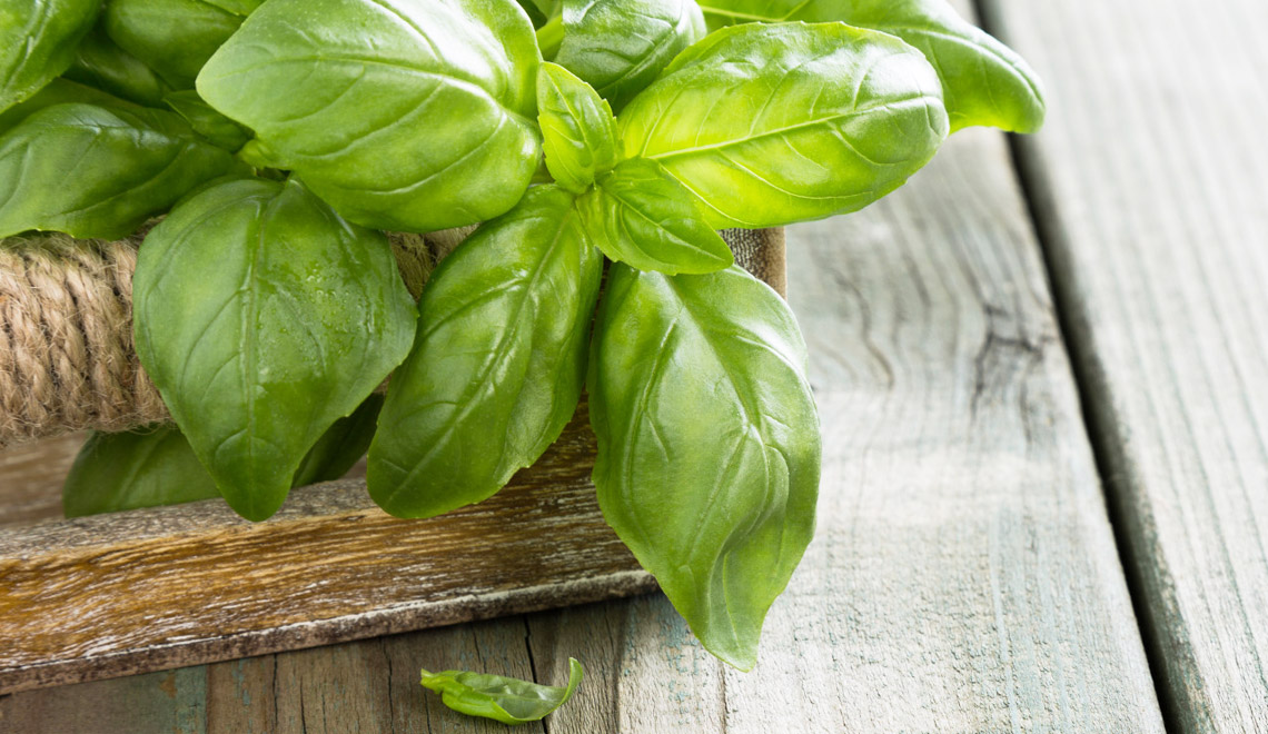 Le basilic est-il bon pour la santé ?