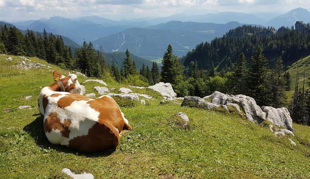 Les fromages de montagne les plus réputés