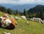Les fromages de montagne les plus réputés