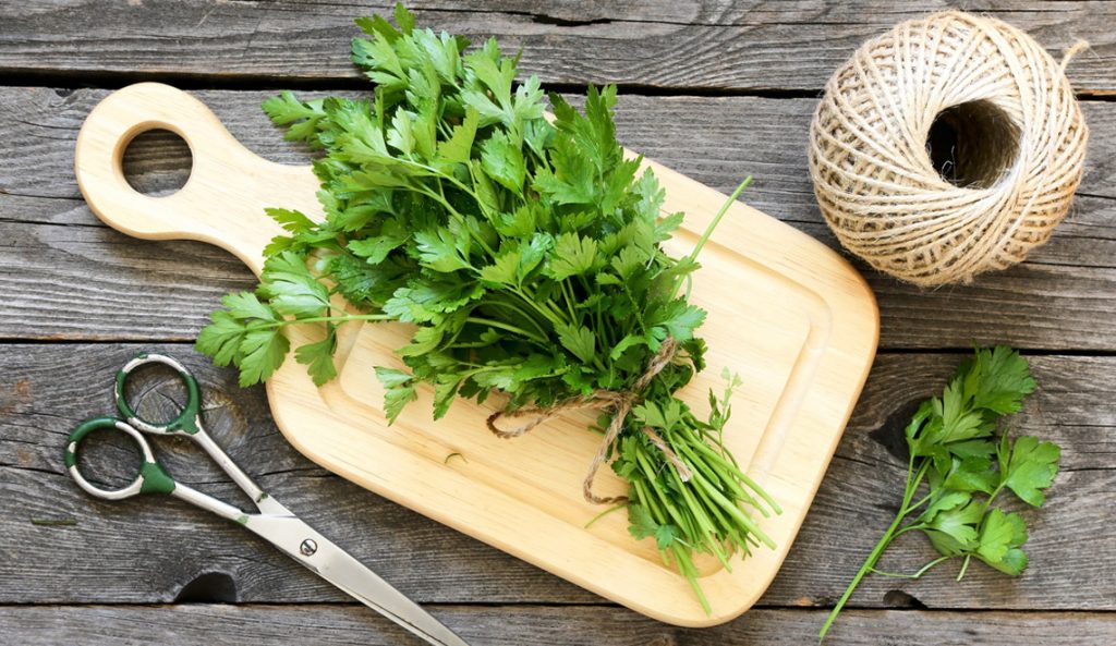 Tout savoir sur les bienfaits du persil